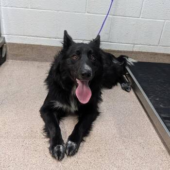 Australian Shepherd and Border Collie Dogs Available for Adoption in Ardmore, Oklahoma - Tiff | PetCurious