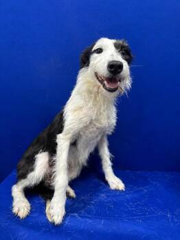 The Fur-st Lady -  Mixed Breed and Irish Wolfhound Dog for Adoption in Ruston, Louisiana - The Fur-st Lady | PetCurious