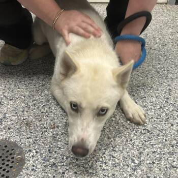 Crystal -  Husky Dog for Adoption in Birmingham, Alabama - Crystal | PetCurious