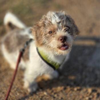 Teddy -  Schnauzer and Shih Tzu Dog for Adoption in Sealy, Texas - Teddy | PetCurious