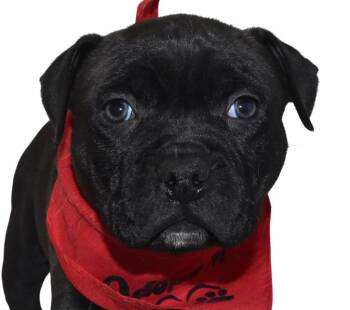 Mixed Breed Dogs Available for Adoption - Wyatt | PetCurious