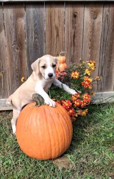 Rescue Great Pyrenees Dogs for Adoption in Louisville, Kentucky - Sandy | PetCurious