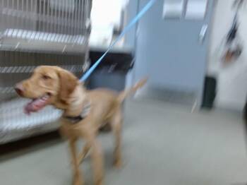Vizsla and Mixed Breed Dogs Available for Adoption in Salinas, California - FLASH | PetCurious