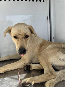 Labrador Retriever and Mixed Breed Dogs Available for Adoption in Stockton, California - A374825 | PetCurious