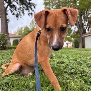 Gus -  Labrador Retriever Dog for Adoption in Dallas, Texas - Gus | PetCurious