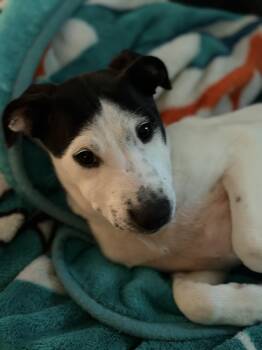 Hound Dogs Available for Adoption in Richmond, Virginia - Johnny | PetCurious