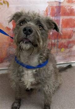 FUMAR -  Terrier Dog for Adoption in San Bernardino, California - FUMAR | PetCurious