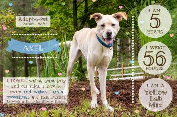 Rescue Yellow Labrador Retriever and German Shepherd Dog Dogs for Adoption in Shelton, Washington - AXEL | PetCurious