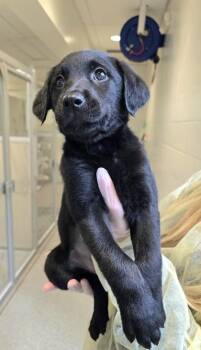 Strainer -  Labrador Retriever and Standard Poodle Dog for Adoption in Bellevue, Washington - Strainer | PetCurious