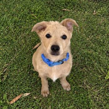 Charlie -  Terrier Dog for Adoption in Sonoma, California - Charlie | PetCurious