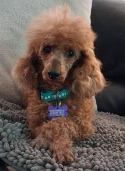 Audrey -  Poodle and Mixed Breed Dog for Adoption in Fort Worth, Texas - Audrey | PetCurious