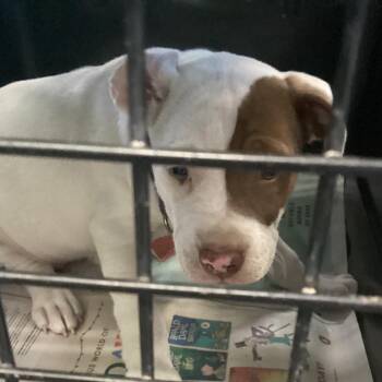 Terrier Dogs Available for Adoption in Montgomery, Alabama - DeeDee | PetCurious