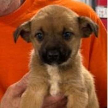 Kelly -  Chihuahua and Terrier Dog for Adoption in Fairfax, Virginia - Kelly | PetCurious