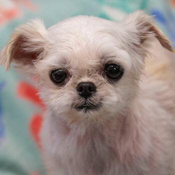 Shih Tzu Dogs Available for Adoption - Halo (JA26-50) | PetCurious