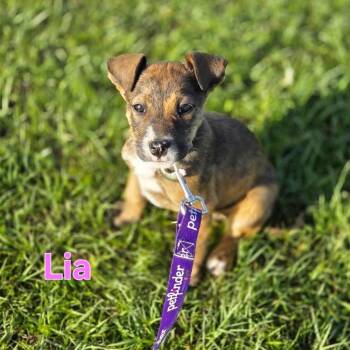 Retriever and Shepherd Dogs Available for Adoption - Lia | PetCurious