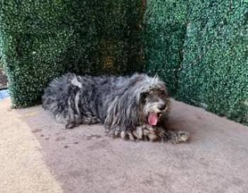 61272834 -  Old English Sheepdog and Mixed Breed Dog for Adoption in El Paso, Texas - 61272834 | PetCurious