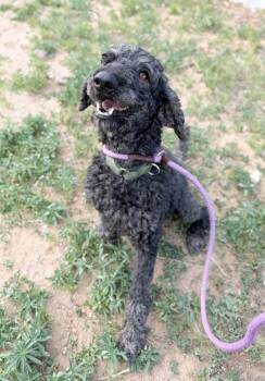 Bourbon -  Standard Poodle and Mixed Breed Dog Available for Adoption in Severance, Colorado - Bourbon | PetCurious