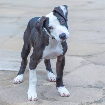 SIMBA -  Pointer and Pit Bull Terrier Dog for Adoption in St. Louis, Missouri - SIMBA | PetCurious