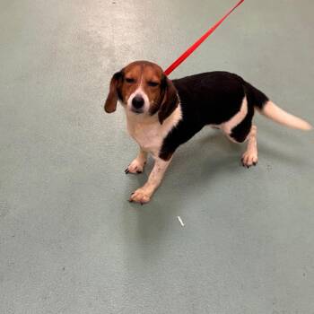 Bae -  Mixed Breed Dog for Adoption in Memphis, Tennessee - Bae | PetCurious