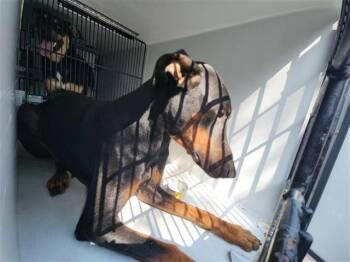 Rescue Doberman Pinscher and Mixed Breed Dogs for Adoption in Houston, Texas - VIVICA | PetCurious