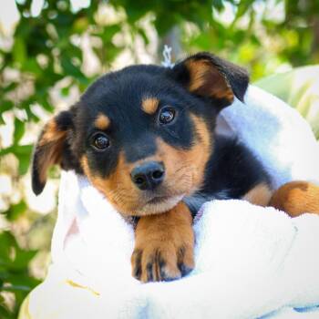 Joker -  Cattle Dog and Mixed Breed Dog for Adoption in Hattiesburg, Mississippi - Joker | PetCurious