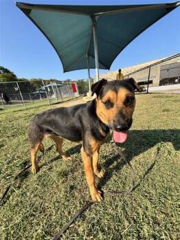 Rescue Mixed Breed Dogs for Adoption in Dallas, Texas - Princess | PetCurious