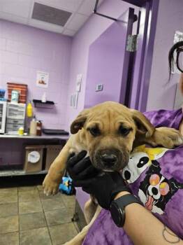 Mixed Breed Dogs Available for Adoption - . | PetCurious