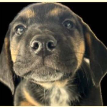 Waffle -  Chihuahua and Hound Dog for Adoption in Austin, Texas - Waffle | PetCurious