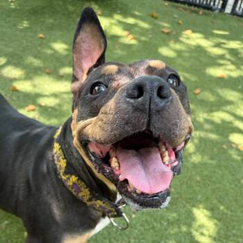 Karma -  American Bully Dog for Adoption in Providence, Rhode Island - Karma | PetCurious