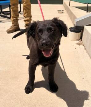 Labrador Retriever and Mixed Breed Dogs Available for Adoption in Leesburg, Virginia - GIDGET | PetCurious