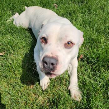 Pit Bull Terrier Dogs Available for Adoption - Ron Isley | PetCurious
