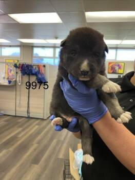 Leo -  Siberian Husky Dog for Adoption in Victorville, California - Leo | PetCurious