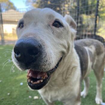 American Bulldog and Labrador Retriever Dogs Available for Adoption - Charlie | PetCurious