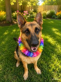 Sasha J -  German Shepherd Dog and Belgian Shepherd Malinois Dog for Adoption in Dallas, Texas - Sasha J | PetCurious