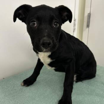 Pepper -  Black Labrador Retriever and Mixed Breed Dog for Adoption in Warrensburg, Missouri - Pepper | PetCurious