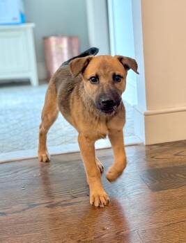 Star Puppy -  LOCAL -  Terrier Dog for Adoption in Princeton, Massachusetts - Star Puppy -  LOCAL | PetCurious
