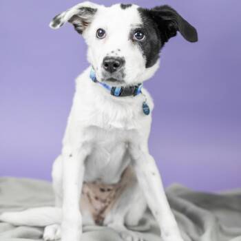 Noelle -  Mixed Breed Dog for Adoption in Portland, Oregon - Noelle | PetCurious