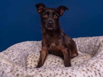 Robin Hood -  Schnauzer Dog for Adoption in Palo Alto, California - Robin Hood | PetCurious