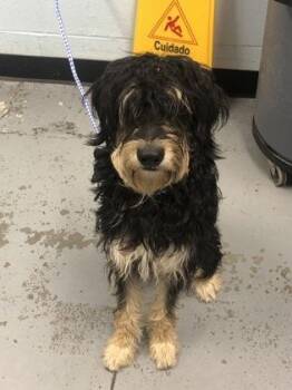 Dijon Von Woof -  Bearded Collie Dog for Adoption in Sacramento, California - Dijon Von Woof | PetCurious