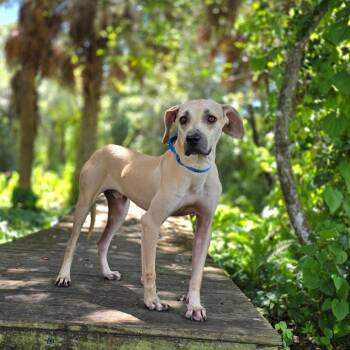 Jack Skellington -  Hound and Mixed Breed Dog for Adoption in Port Charlotte, Florida - Jack Skellington | PetCurious
