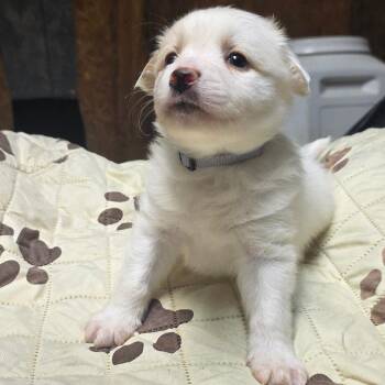 Biscotti -  Mixed Breed Dog for Adoption - Biscotti | PetCurious