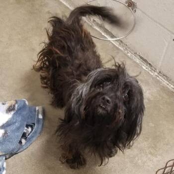 BREWSTER -  Terrier and Poodle Dog for Adoption in Seymour, Indiana - BREWSTER | PetCurious