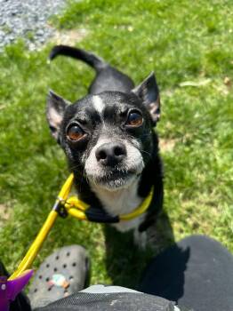 Chihuahua Dogs Available for Adoption in Myerstown, Pennsylvania - Roscoe | PetCurious