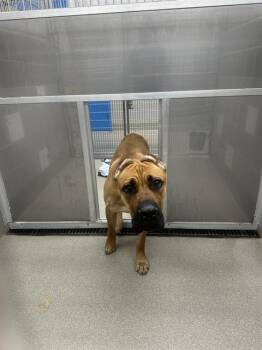 MAX -  Cane Corso Dog for Adoption in Las Vegas, Nevada - MAX | PetCurious
