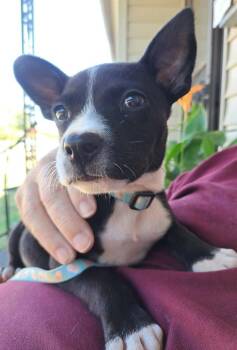 Ruby -  Boston Terrier and Chihuahua Dog for Adoption in Shawnee, Oklahoma - Ruby | PetCurious