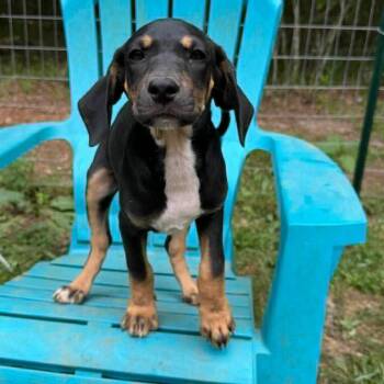 Mixed Breed Dogs Available for Adoption in Austin, Texas - Jolene | PetCurious