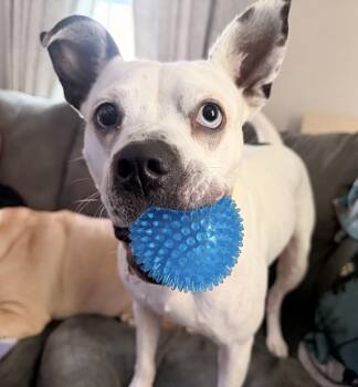Playful Delta Dawn -  American Staffordshire Terrier and Australian Cattle Dog Blue Heeler Dog for Adoption in Houston, Texas - Playful Delta Dawn | PetCurious