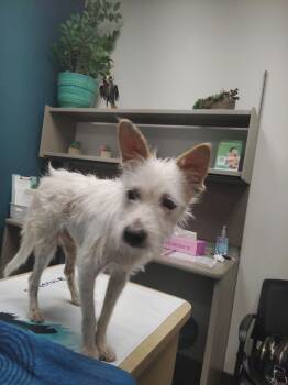 Cotton -  Jack Russell Terrier and Miniature Poodle Dog for Adoption in San Rafael, California - Cotton | PetCurious