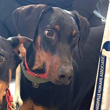 Doberman Pinscher Dogs Available for Adoption - Alfonso | PetCurious