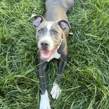 Faye -  Pit Bull Terrier Dog for Adoption in Fort Collins, Colorado - Faye | PetCurious